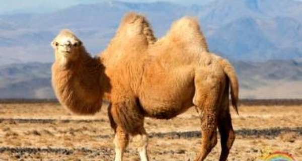 Which are the camels with two humps?