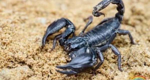 How dangerous is a Scorpion?