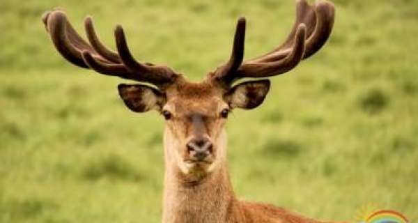 To know more about Deer