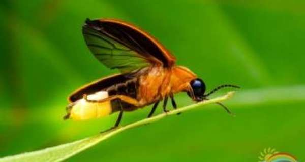 What is the secret of a firefly light?