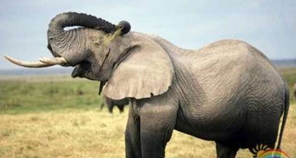 How do elephant communicate with each other?