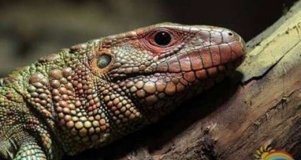 Is caiman lizard one of the largest lizard species on the American continent?