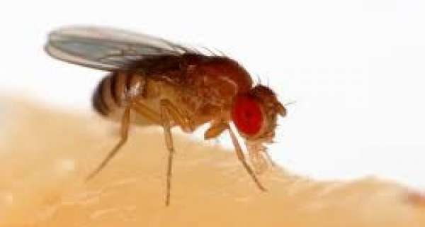 Why is the fruit fly so useful to science?