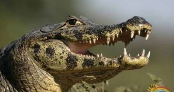 Are Caimans most closely related to alligators?