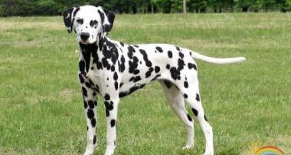 To know more about Dalmatian