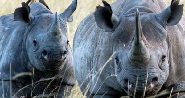 Is it true that the black rhinoceros are critically endangered animal?
