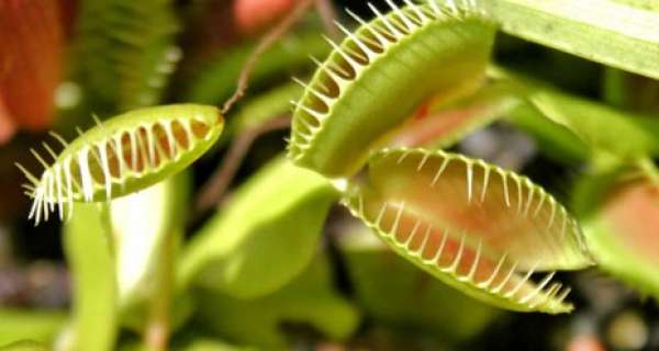 What are Carnivorous Plants?