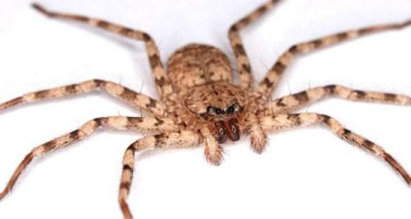 Should you or shouldn't you kill spiders in your home?